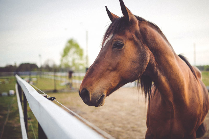 Summers Insurance horse in field animal cover